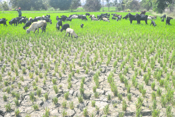 అన్నదాతకు ఆటుపోట్లు1