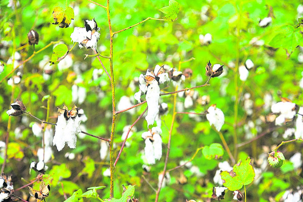 సంప్రదించాల్సిన ఫోన్‌నంబరు : 98490 22772 సమయం : ఉదయం 111