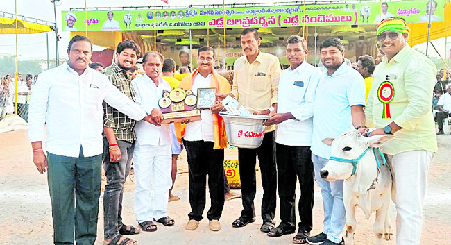 యనమలకుదురు వృషభాలకు మొదటి బహుమతి 1