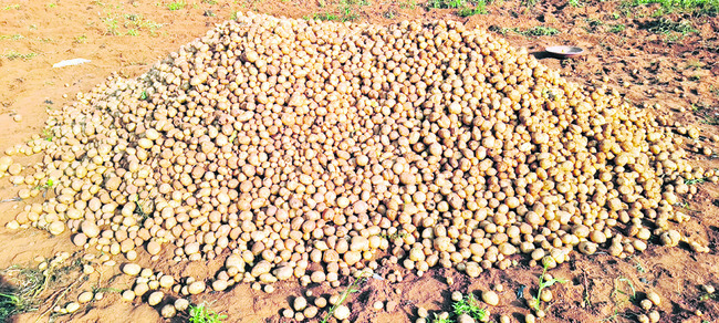 ఆలుగడ్డ సాగుపై రైతుల ఆసక్తి 2