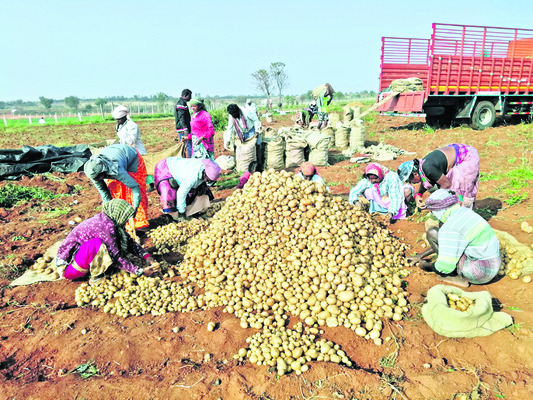 ఆలుగడ్డ సాగుపై రైతుల ఆసక్తి 1