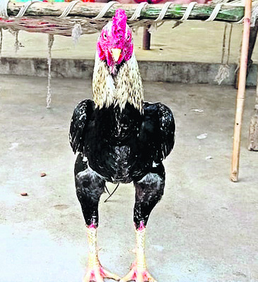 పందెం కో ‘ఢీ’!1