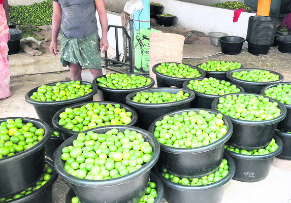 స్వల్పంగా పెరిగిన  నిమ్మ ధరలు 1