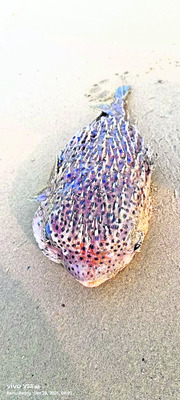 విగతజీవులుగా సముద్ర జీవరాశులు1