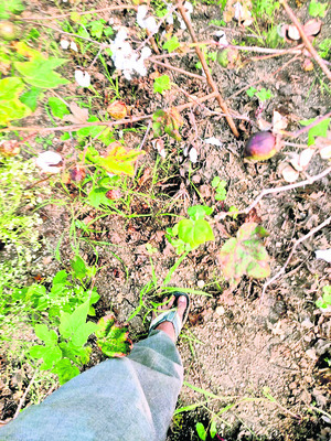 వరంగల్‌1