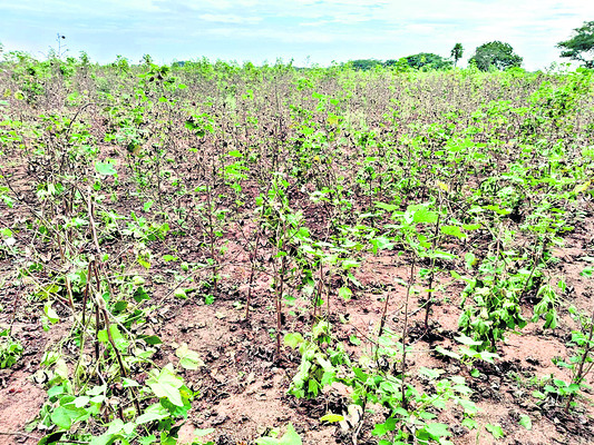 సాగు హుషారు.. ‘మోంథా’తో బేజారు!1