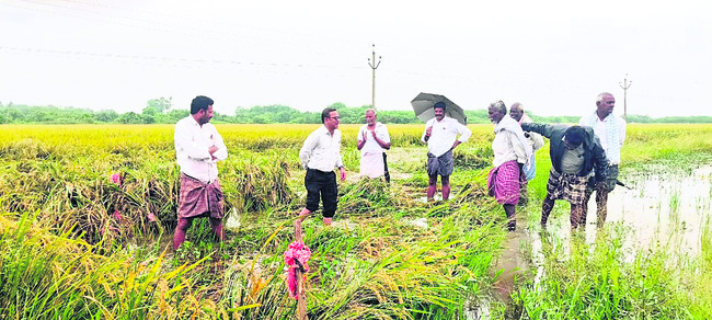 వరి..వర్షార్పణం1
