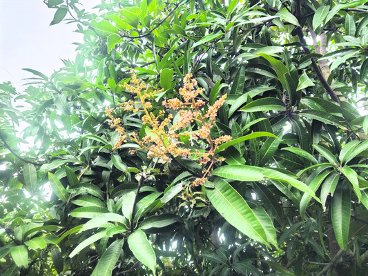 మామిడి రైతులకు ‘పూత టెన్షన్‌’1