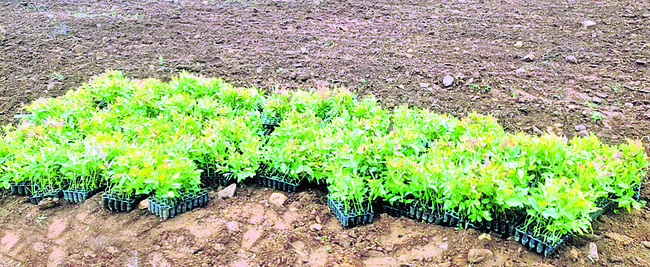 అధికారమే అండ.. భూ కబ్జా కాండ 1