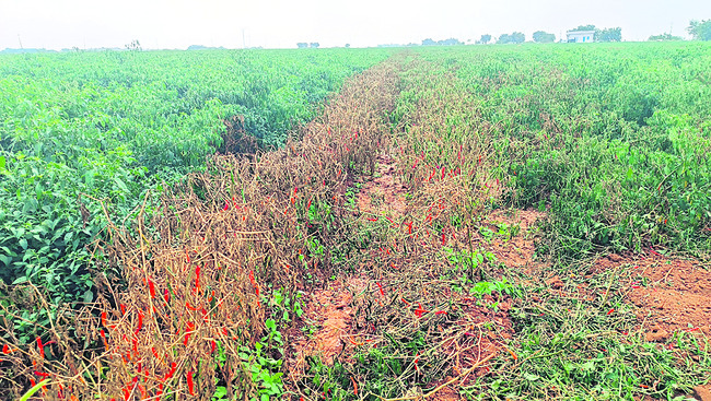 మిరపకు విల్డ్‌ తెగులు1