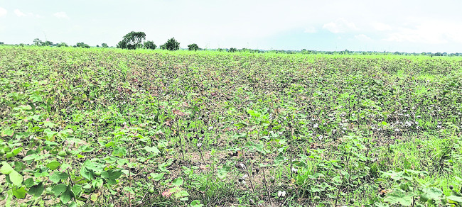 పత్తి రైతుకు ఊరట.. 1