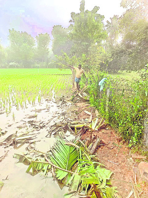 ఆగని గజదాడులు 1