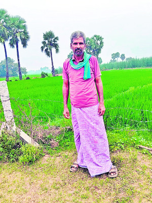 యూరియా.. పచ్చ సిఫార్సు కావాలయా? 2