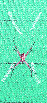 విద్యుదాఘాతంతో  కార్మికుడి మృతి 
1