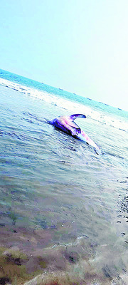 అలుగును చంపిన కేసులో మూడేళ్ల జైలుశిక్ష   
1