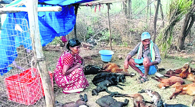 కుక్కల దాడిలో  25 గొర్రె పిల్లలు మృతి   1