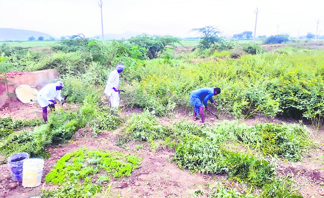 రస్తా పోరంబోకు స్థలంలో కందిసాగు 1
