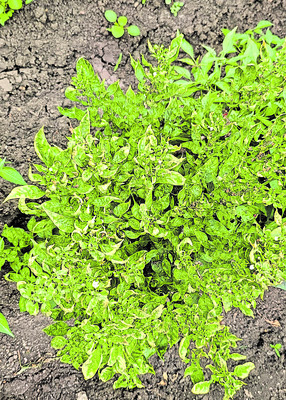 మిర్చిని నల్లిపేస్తున్న పురుగులు 1