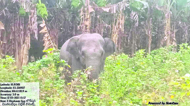రేపటి నుంచి చెరకు క్రషింగ్‌ 2