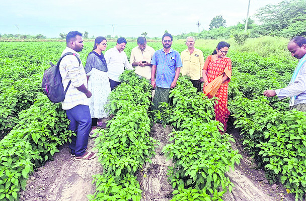 రోడ్డెక్కిన పత్తి రైతులు 1