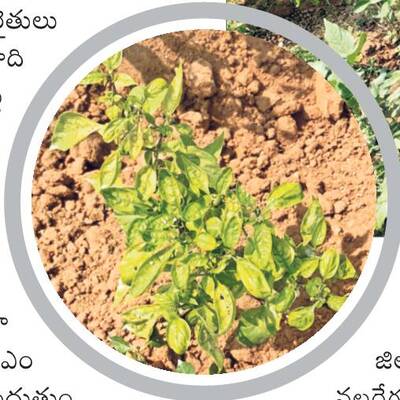 దిగుబడి కష్టమే..
1