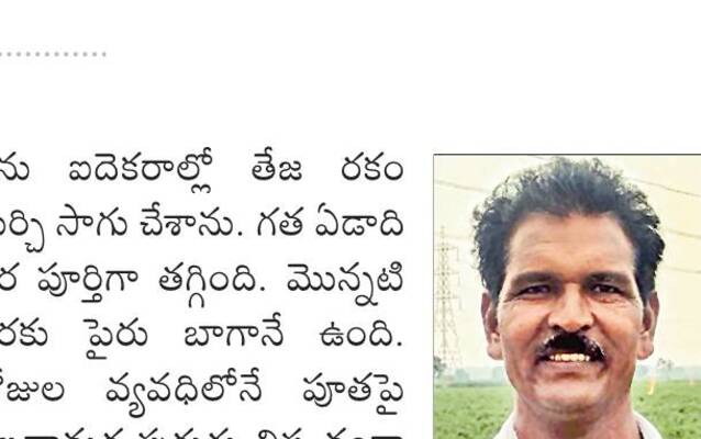 మిర్చిని నల్లిపేస్తున్న పురుగులు 3