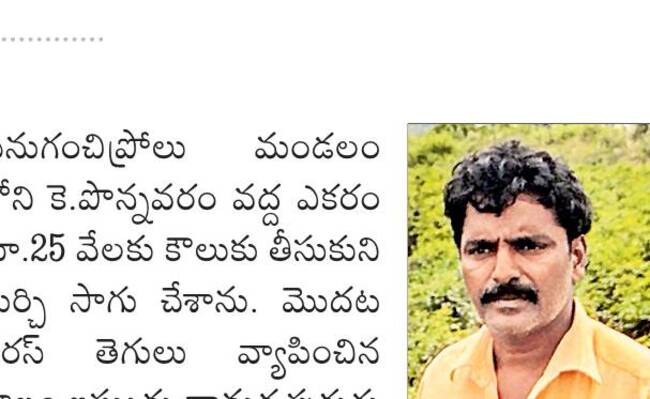 మిర్చిని నల్లిపేస్తున్న పురుగులు 2