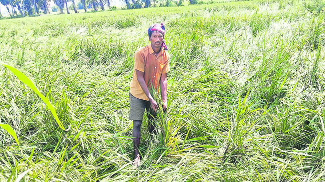 నియోజకవర్గాల్లో నిర్వహించారిలా..1