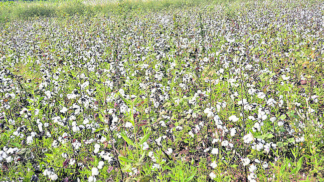 ‘తెల్ల’బోతున్నారు!1