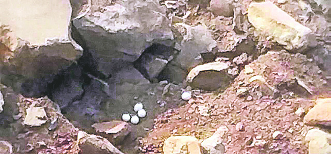 అరుదైన గుడ్ల గూబ 1