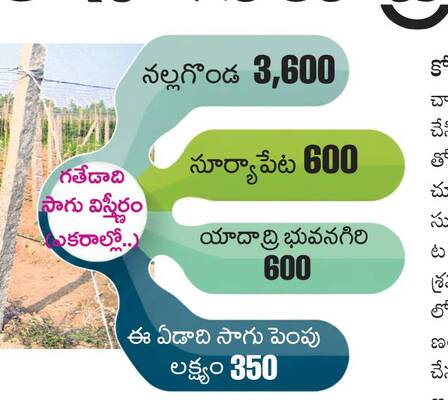 కూరగాయల సాగుకు ప్రోత్సాహం 1