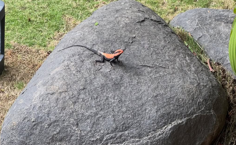 Music Director Keeravani son Hero Simha went on a vacation with His wife Photos7