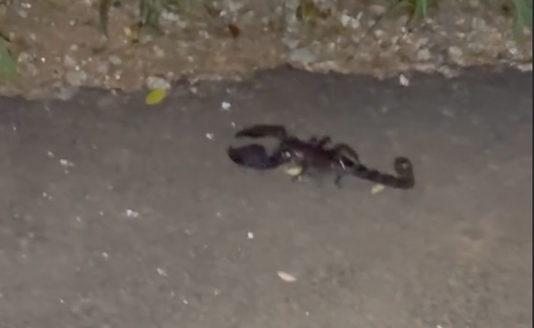 Music Director Keeravani son Hero Simha went on a vacation with His wife Photos8