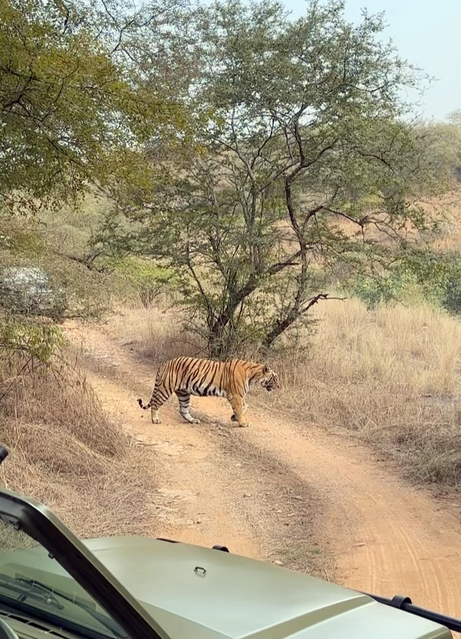 Telugu top actress ritu varma safari trip in Rajasthan (Photos)6