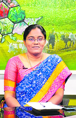  కందికి సస్య రక్షణ కీలకం3