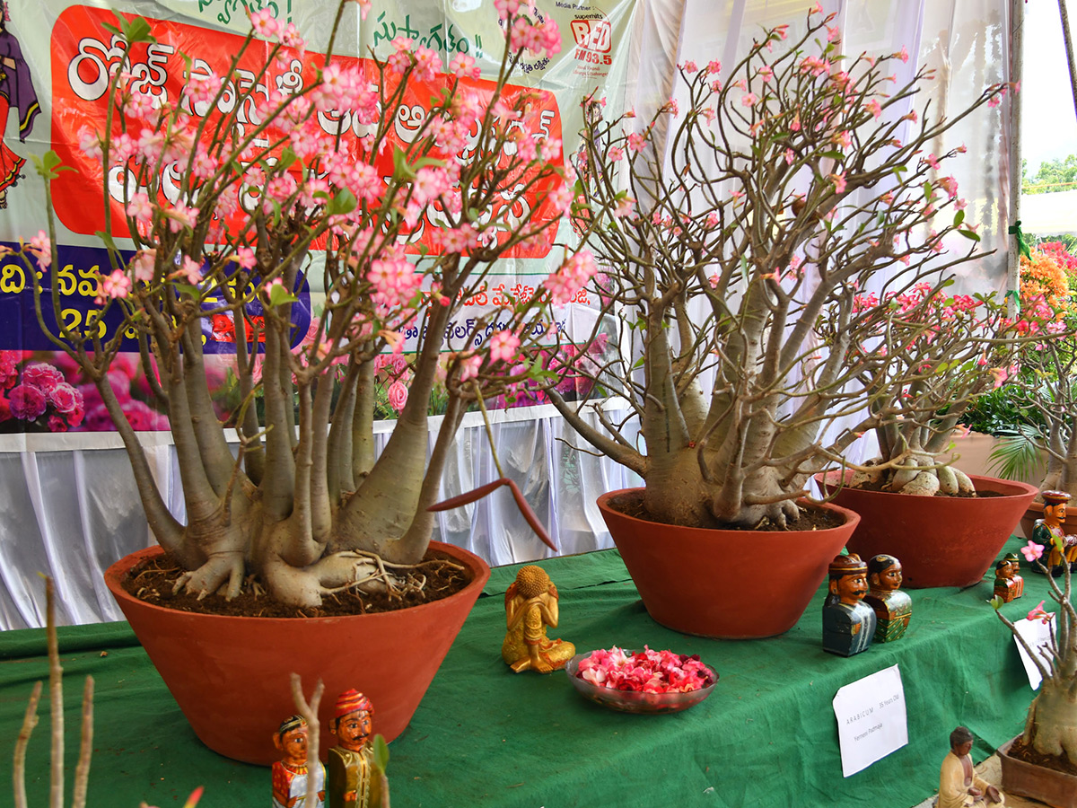 Impressive fruit and flower display at Vijayawada14