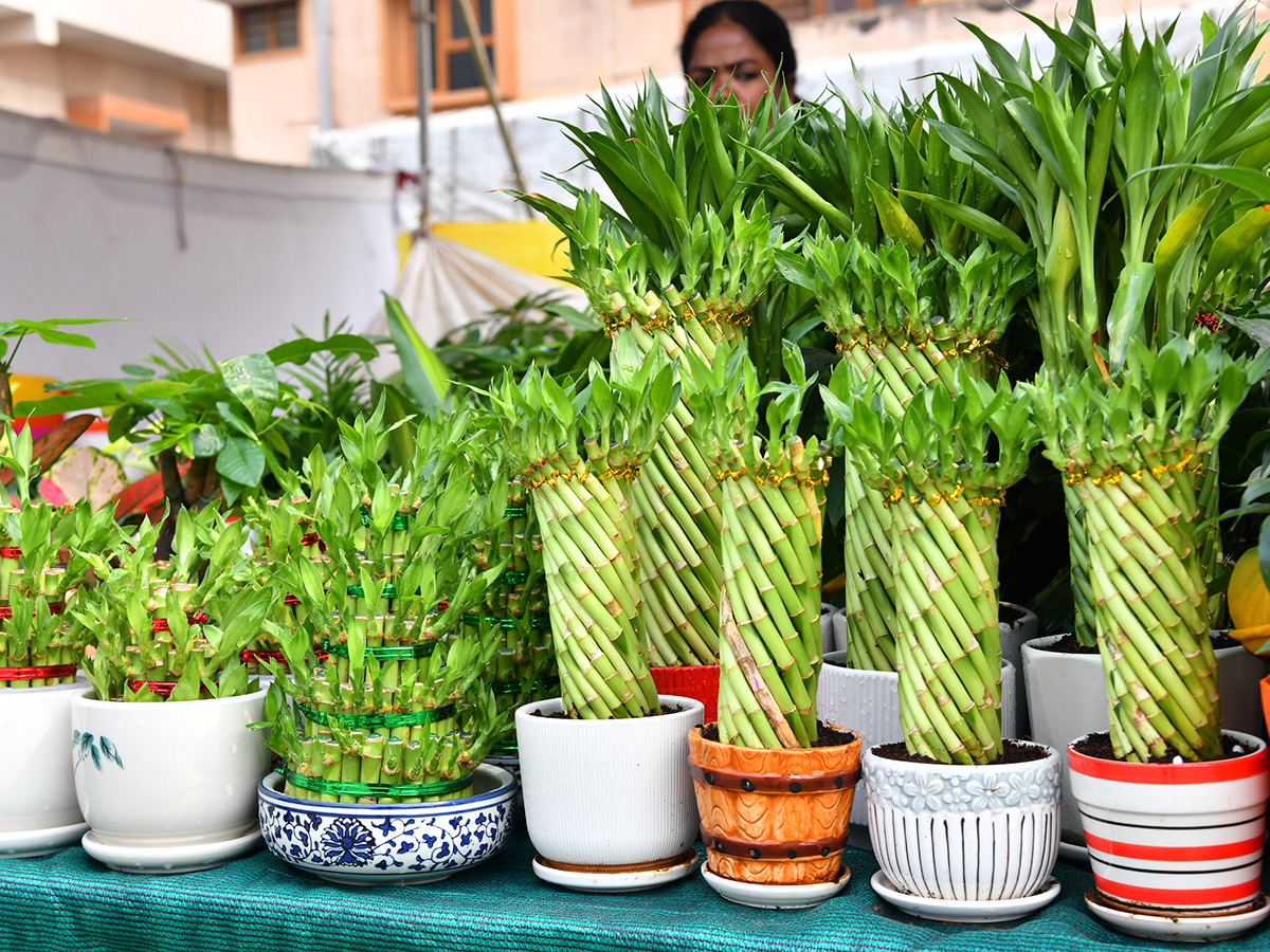 Impressive fruit and flower display at Vijayawada6