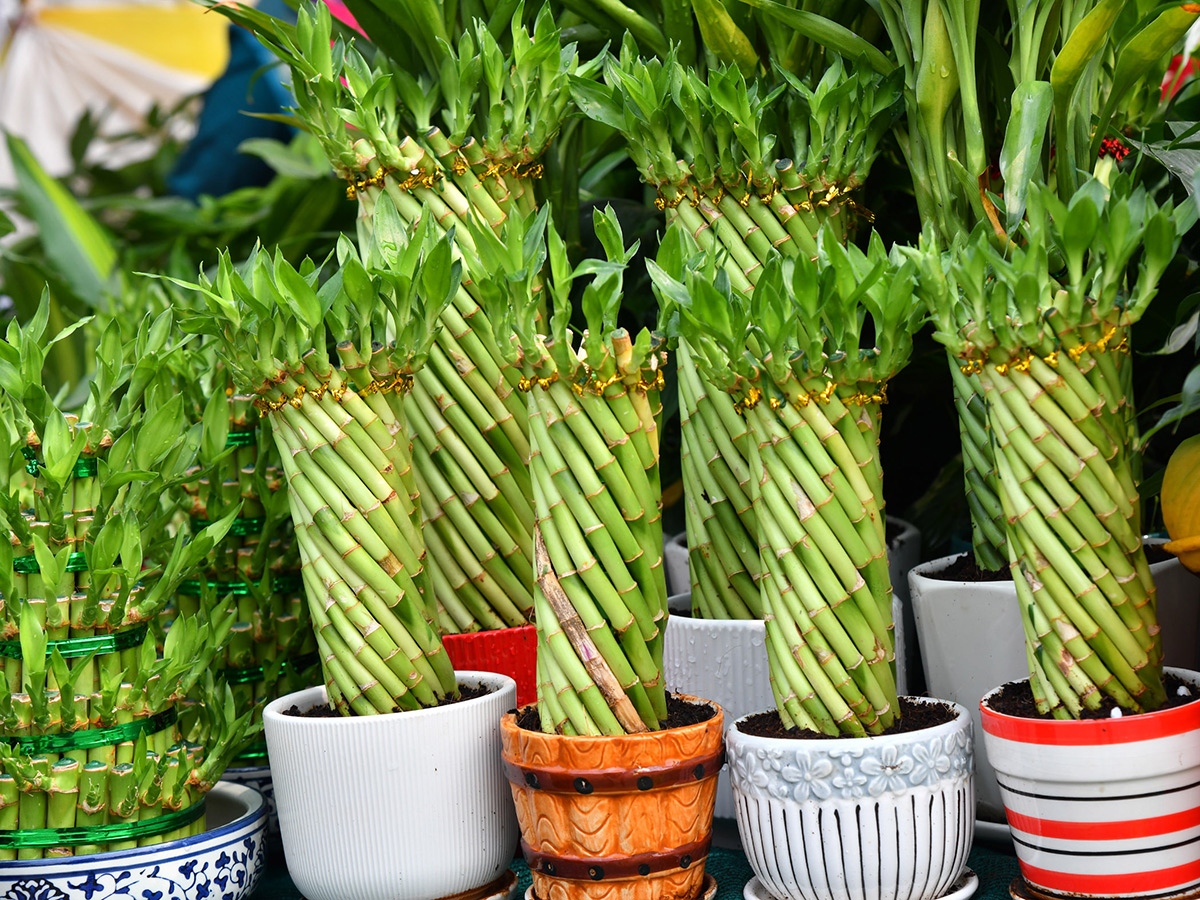 Impressive fruit and flower display at Vijayawada7