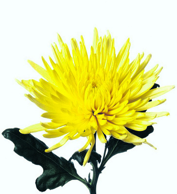 పుష్ప విలాపం1