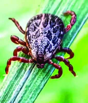 స్క్రబ్‌ టైఫస్‌... జిల్లా వాసులను భయపెడుతోంది. జ్వరమొస్2