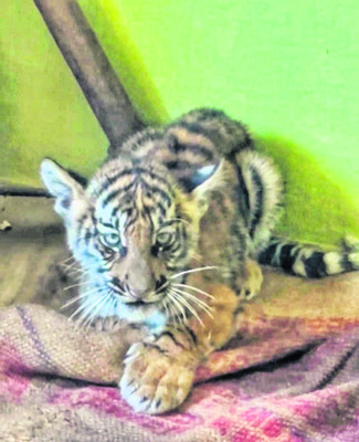 మహిళా దొంగ అరెస్టు2