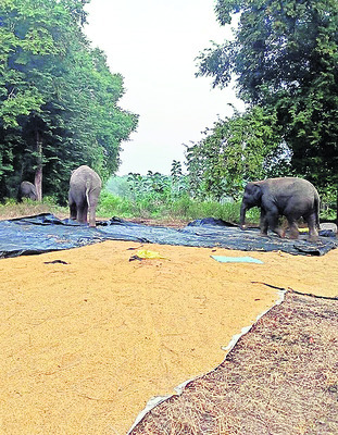 1800 కేజీల   పేదల బియ్యం పట్టివేత 1