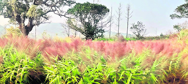 కొండ చీపురు1