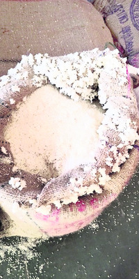 ముక్కిపోతున్న దొడ్డుబియ్యం1