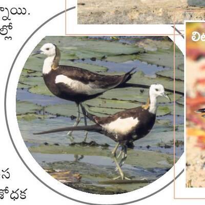 జిల్లాకు అందాల అతిథులు 4