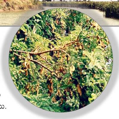 విరగ్గాసిన.. చింత1