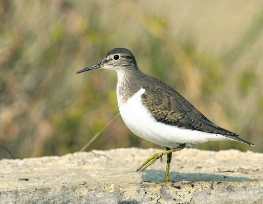 జిల్లాకు అందాల అతిథులు 2