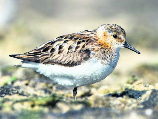 జిల్లాకు అందాల అతిథులు 1