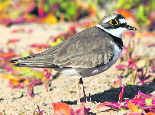 జిల్లాకు అందాల అతిథులు 3