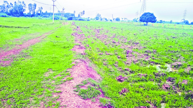 కుంటనక్కలు..!1